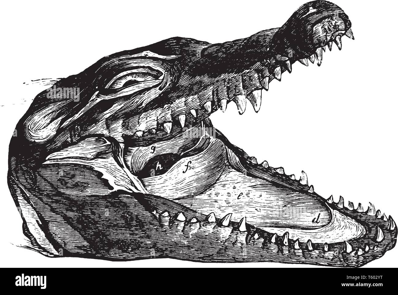 La tête d'un crocodile féroce de sa bouche et des dents, vintage dessin