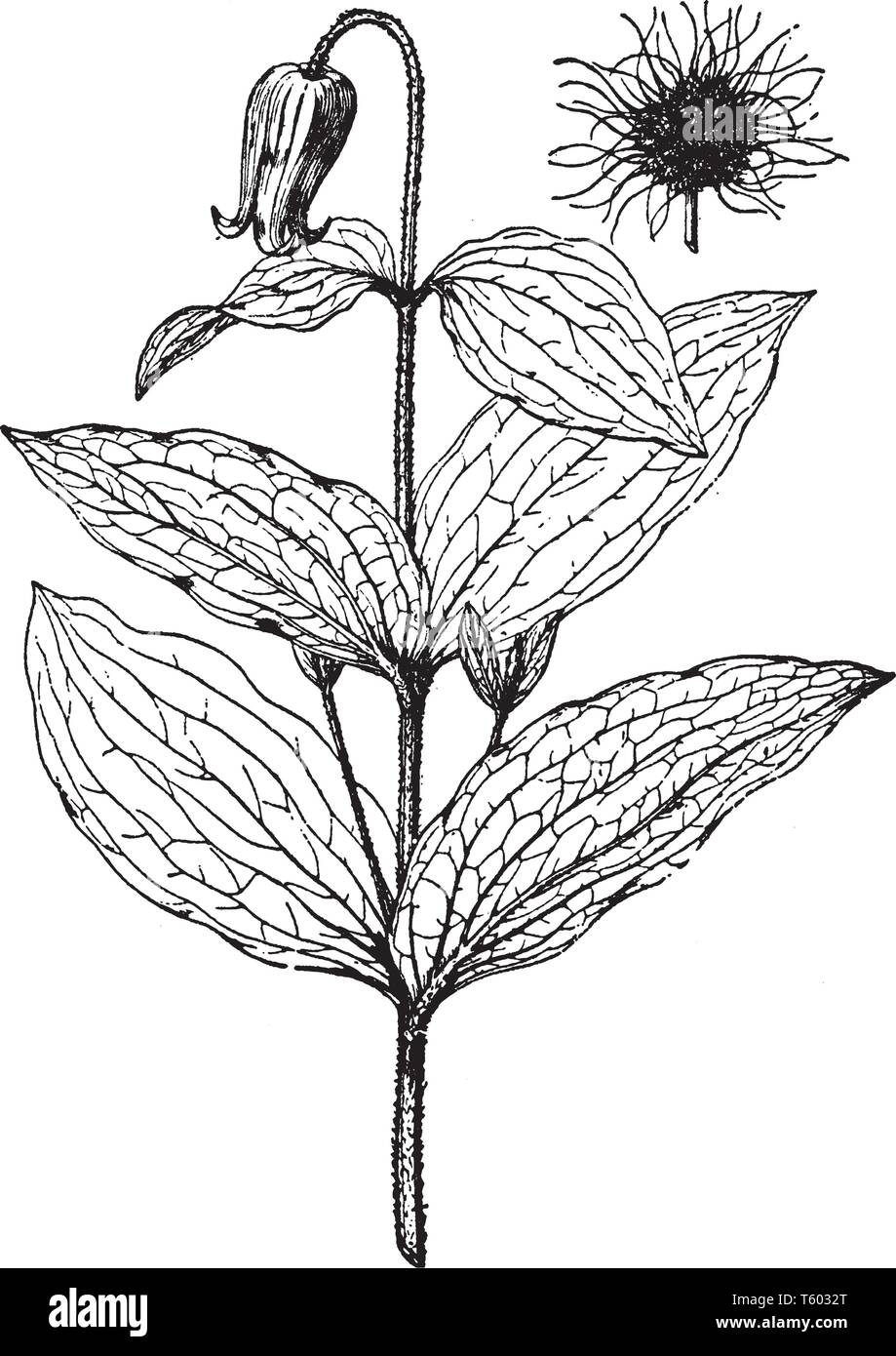 L'image est de Clematis Fremontii plante. Leafs sont de grande taille et ont ovées. Fleur est très faible en comparaison de ses feuilles, dessiner la ligne vintage Illustration de Vecteur