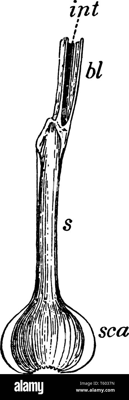 Section longitudinale d'un oignon feuille. SCA, épaississement des feuilles de base, formant une ampoule ; à grande échelle, de la gaine mince feuille ; bl, lame de feuille ; int, inter creux Illustration de Vecteur