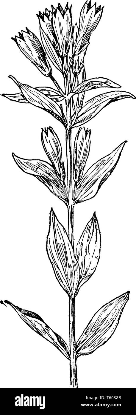 Ague-Weed est plante en fleurs et il appartenant à la famille des gentianacées, vintage dessin ou gravure illustration. Illustration de Vecteur