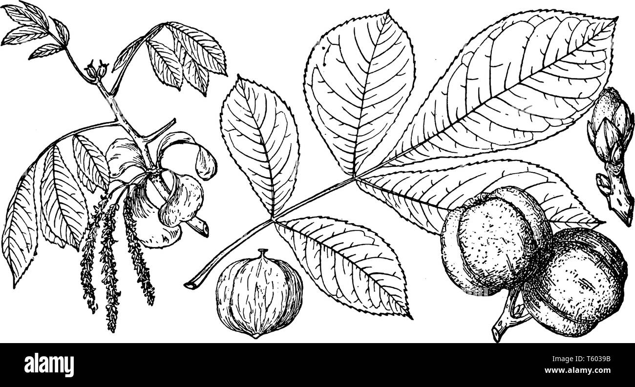 Cette photo de la direction générale, et l'Hicoria Ovata accrocher des fruits sur une branche, puis l'étape suivante des fleurs, ils ont trouvé dans United States, vintage ou dessin de ligne Illustration de Vecteur