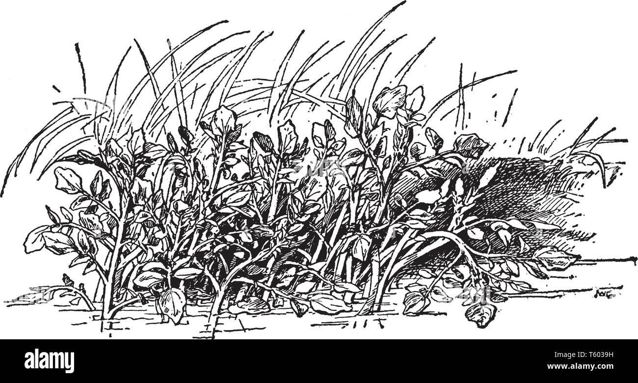 Le cresson est en rapide croissance, aquatique ou semi-aquatique, plante vivace originaire d'Europe et d'Asie, et l'un des plus anciens connus les légumes feuilles. Il i Illustration de Vecteur