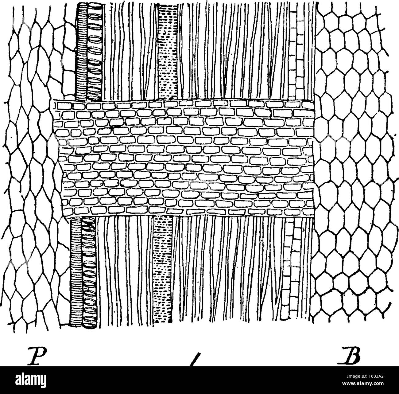 Une photo montrant vue agrandie de surface d'un rayons médullaires de Maple montrant le bois-cellules. Les rayons médullaires se référer à une caractéristique que l'on retrouve dans le bois Illustration de Vecteur