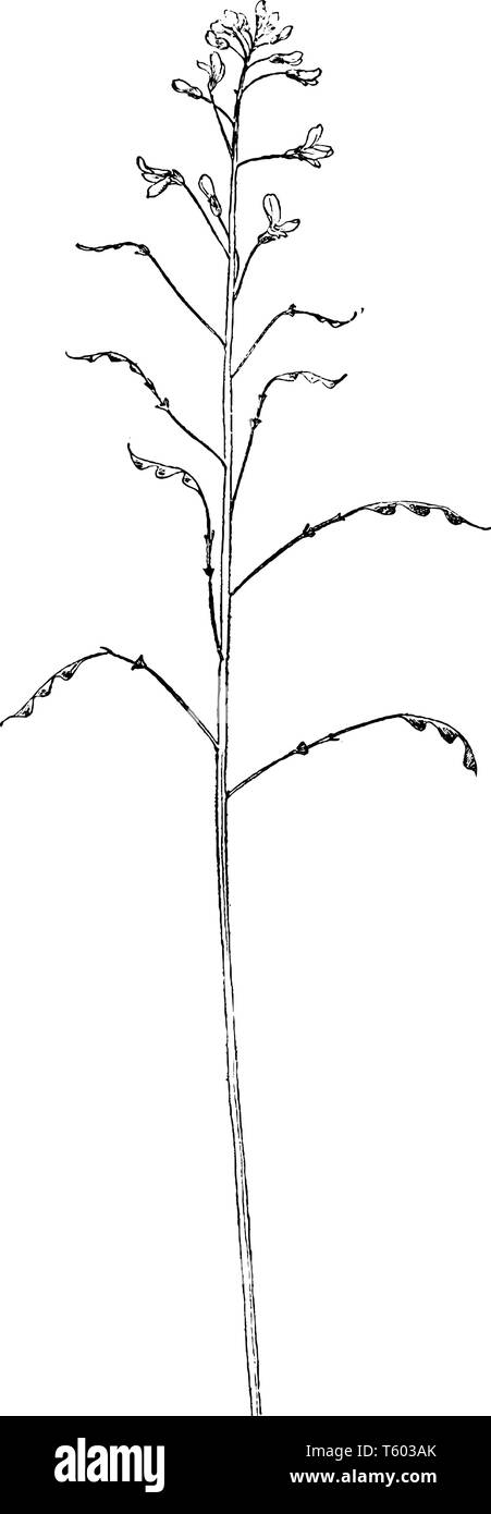 Une photo de fleur plante Desmodie. Ces souches végétales sont très minces et beaucoup de branches sur la tige. Les fleurs sont plus petites sur la tige en haut, vintage lin Illustration de Vecteur