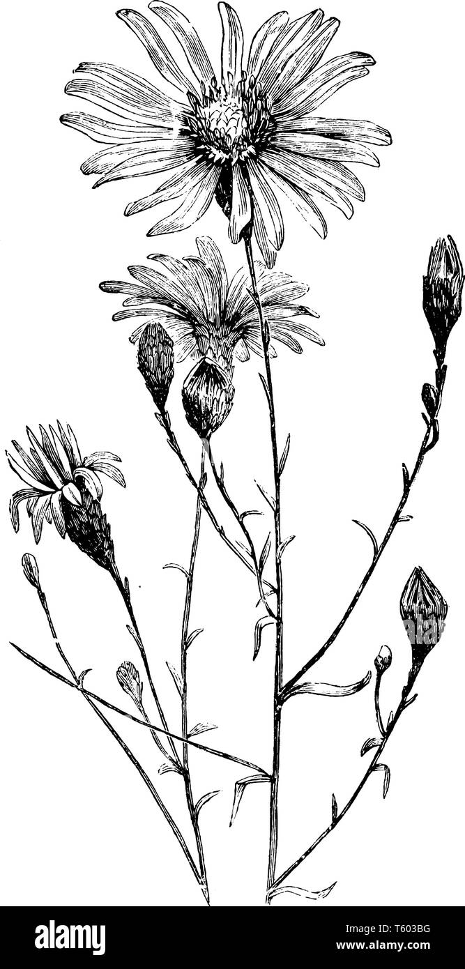 La plante pousse généralement de haut et de large. Petites feuilles étroites, et qu'ils attachent à l'autre. Il y a des bourgeons, vintage dessin ou gravure sur illust Illustration de Vecteur