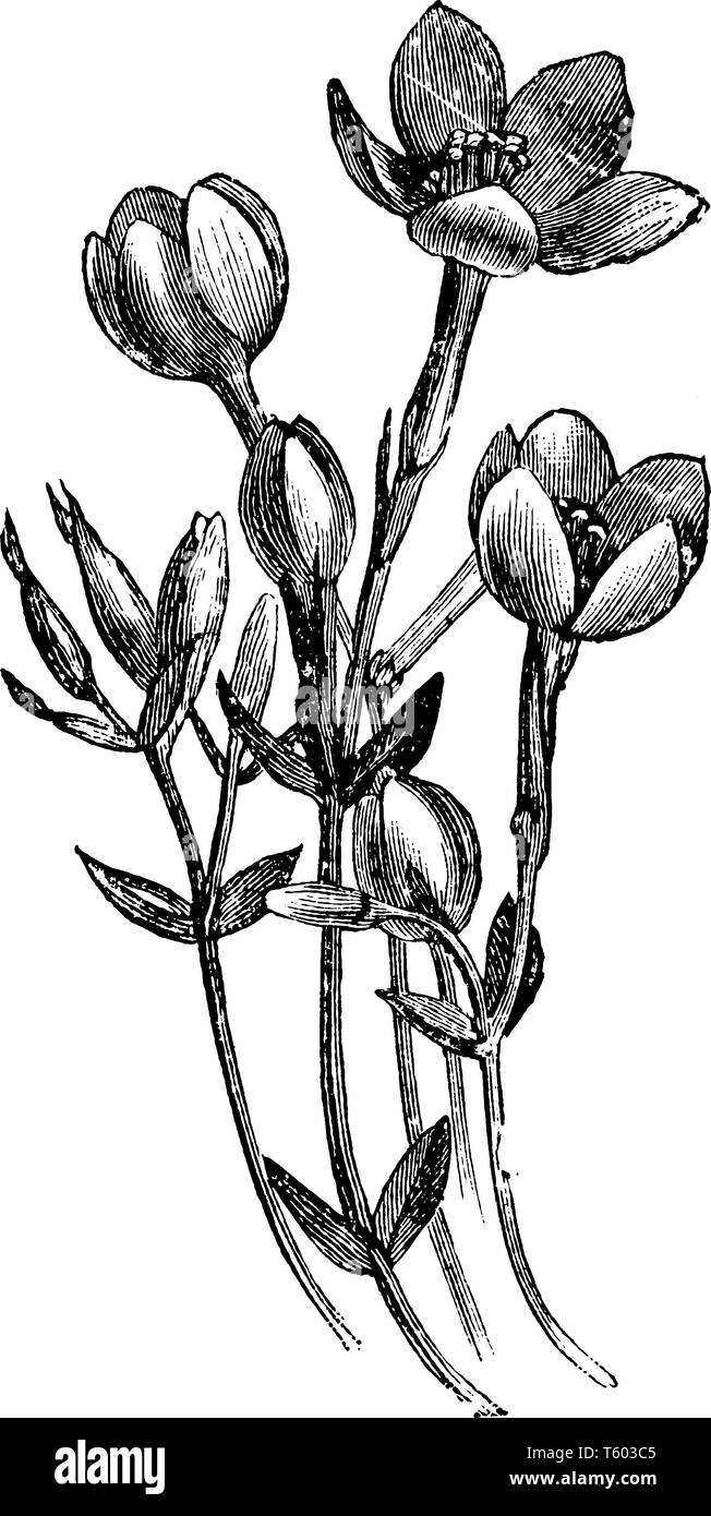 Une photo montre des fleurs de Erythraea Diffusa, également connu sous le nom de Muhlenberg. Il appartient à la famille de la gentiane. Il fleurs sont d'un rose profond, lumineux. Ce plan Illustration de Vecteur