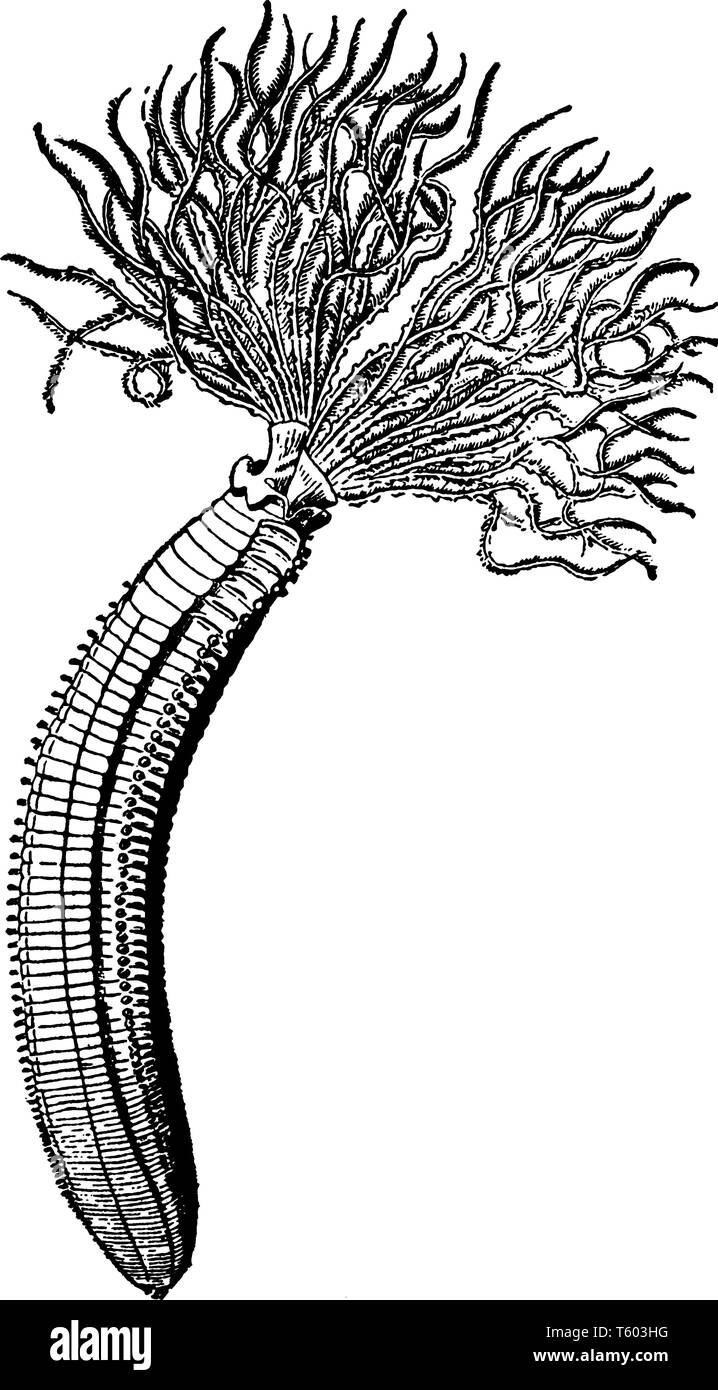 Dasychone Infracta est un grand animal phylum de comprenant le ver segmenté avec environ 15000 espèces modernes y compris le célèbre vers de terre, vint Illustration de Vecteur