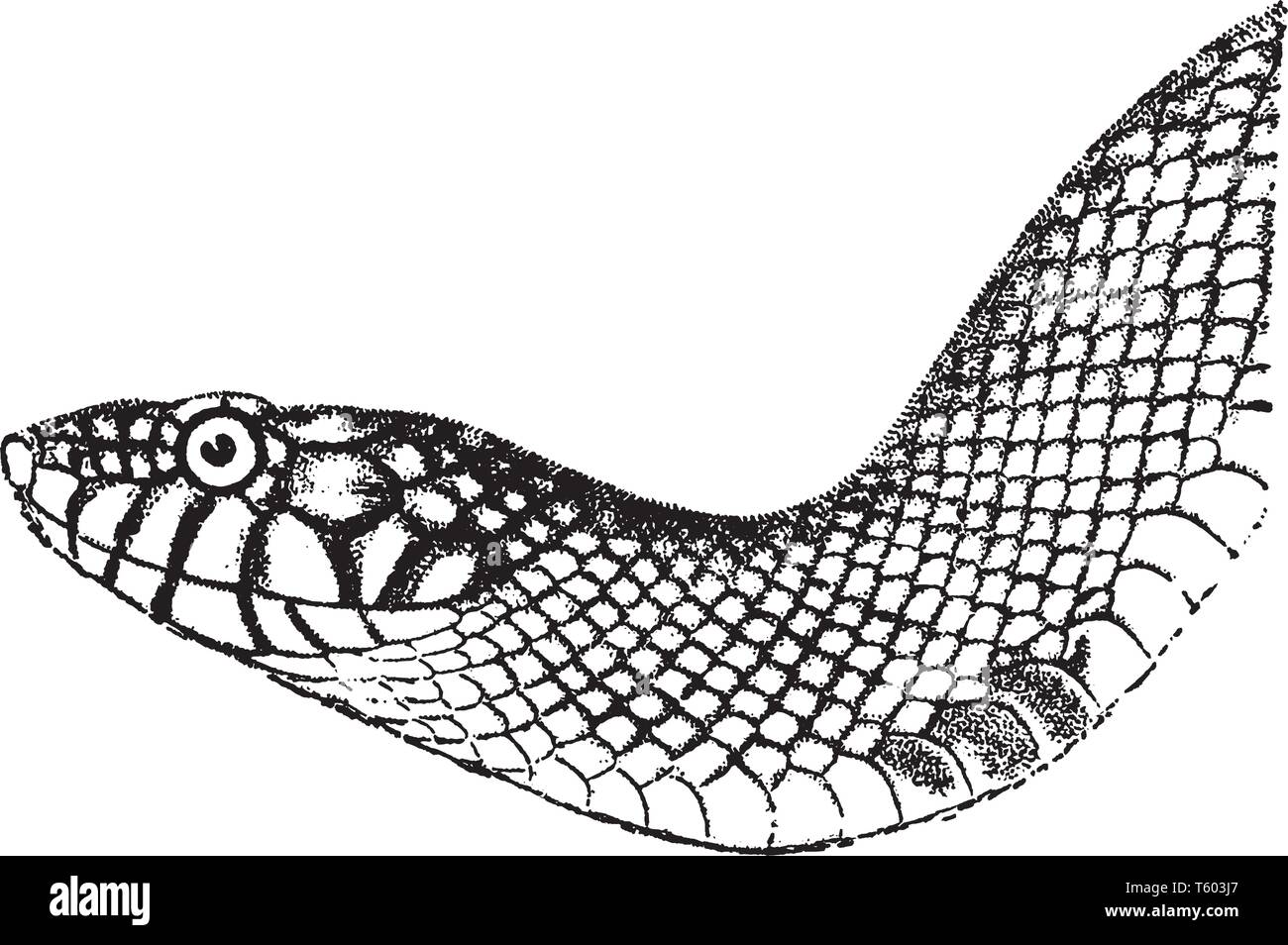 Le roi des serpents serpents colubridae sont membres du genre Lampropeltis qui incluent le lait les serpents et les quatre autres espèces, vintage dessin ou gravure Illustration de Vecteur