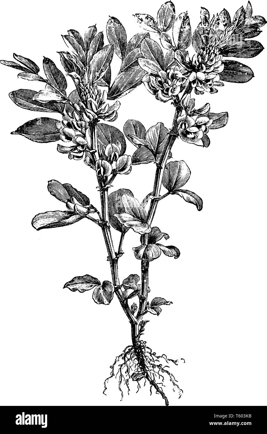Les feuilles sont pennées longue notice. Le bean est large et de forme ovale, développer des semences en pod, vintage dessin ou gravure illustration. Illustration de Vecteur