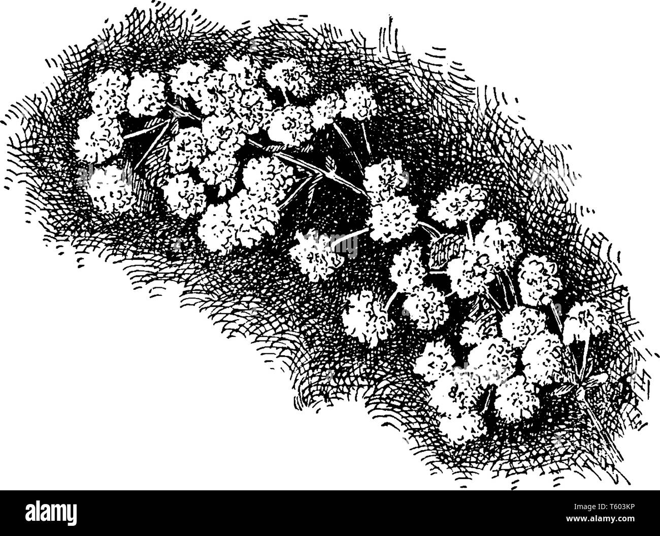 Une photo de Spiraea Prunifolia fleurs. Ces fleurs arrivent au printemps et les fleurs sont blanches, vintage dessin ou gravure illustration. Illustration de Vecteur