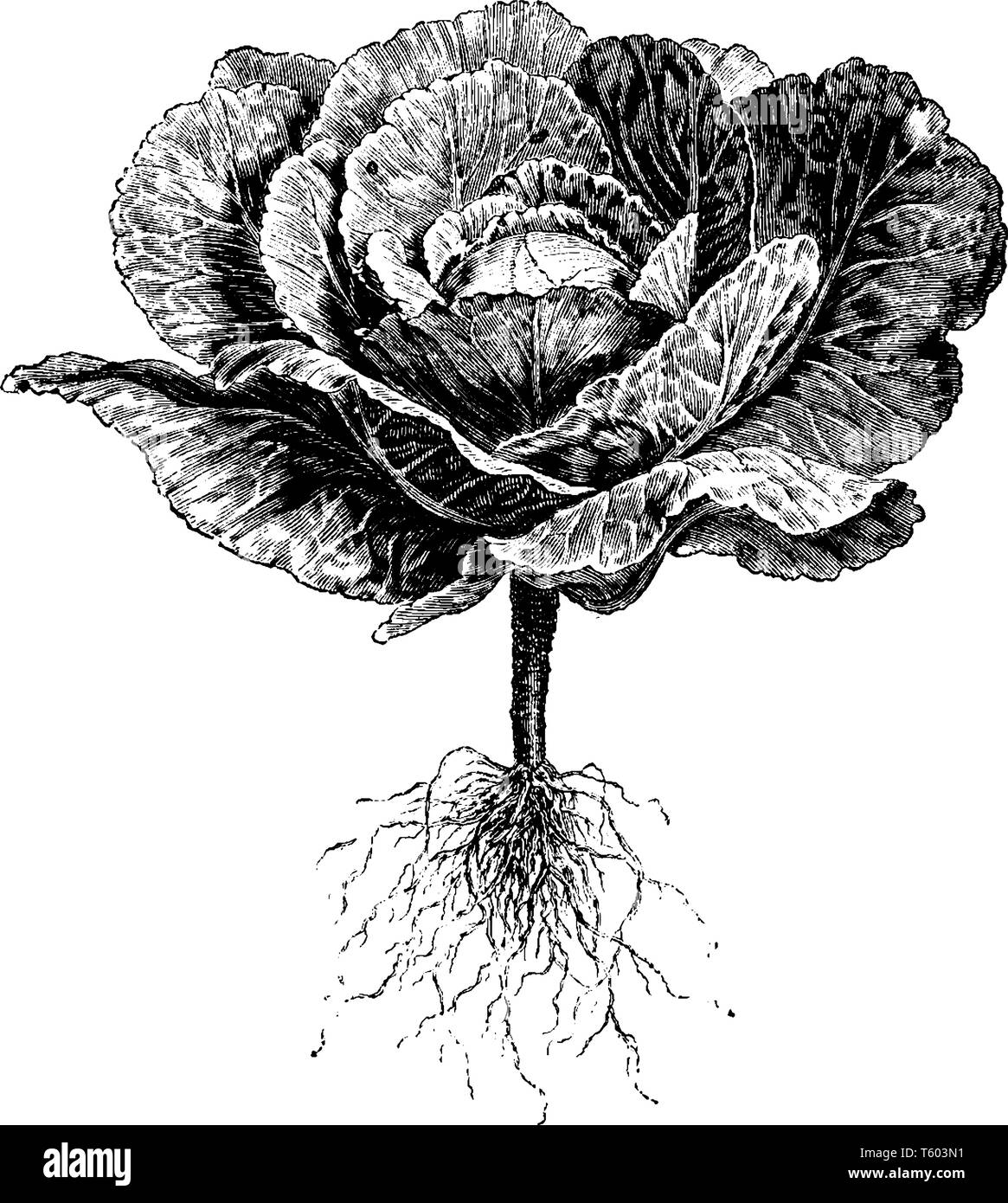 Dans ce cadre il y a la Saint-Jean le chou. Ce chou est l'air d'une fleur et le chou est de couleur blanche, dessin de ligne ou engravin vintage Illustration de Vecteur Dans ce cadre il y a la Saint-Jean le chou. Ce chou est l'air d'une fleur et le chou est de couleur blanche, dessin de ligne ou engravin vintage Illustration de Vecteur