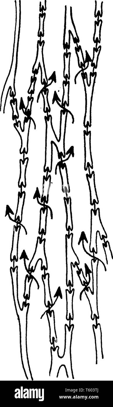 Ce pin est la structure de l'écoulement de l'eau à l'intérieur de la plante, vintage dessin ou gravure illustration. Illustration de Vecteur