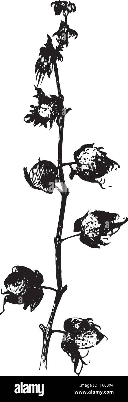 La forme des fleurs de coton autour de la plante et sa forme est comme une boule. Ball pousse en remplaçant, vintage dessin ou gravure illustration. Illustration de Vecteur
