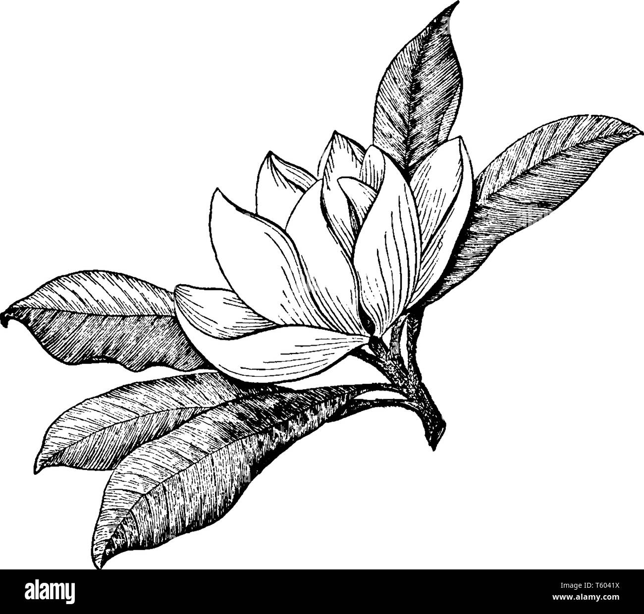 Cette fleur de Magnolia est une espèce de plantes à fleurs, vintage dessin ou gravure illustration. Illustration de Vecteur