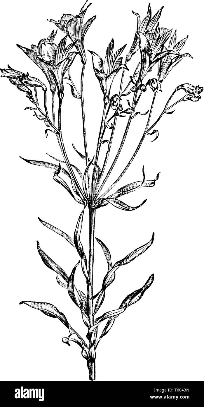 Une photo montre Fleur d'Alstromeria Pelegrina Plante. Tige florale est grand de feuilles éparses. La fleur est rose, blanc zébré de bande jaune Illustration de Vecteur