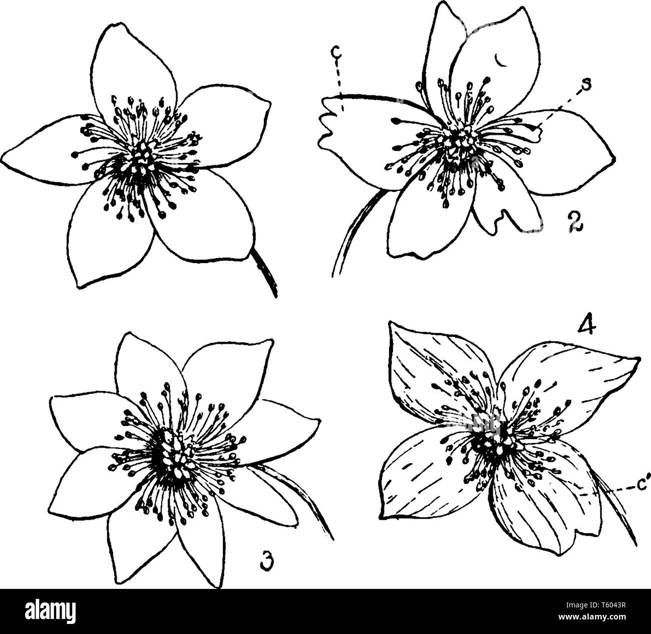 Photo est montrant Buttercup Fleurs. 1. Fleur avec 5 pétales, 2. Coalescence (c) Petalody d'étamines, (s) une étamine partiellement transformé en un pétale Illustration de Vecteur