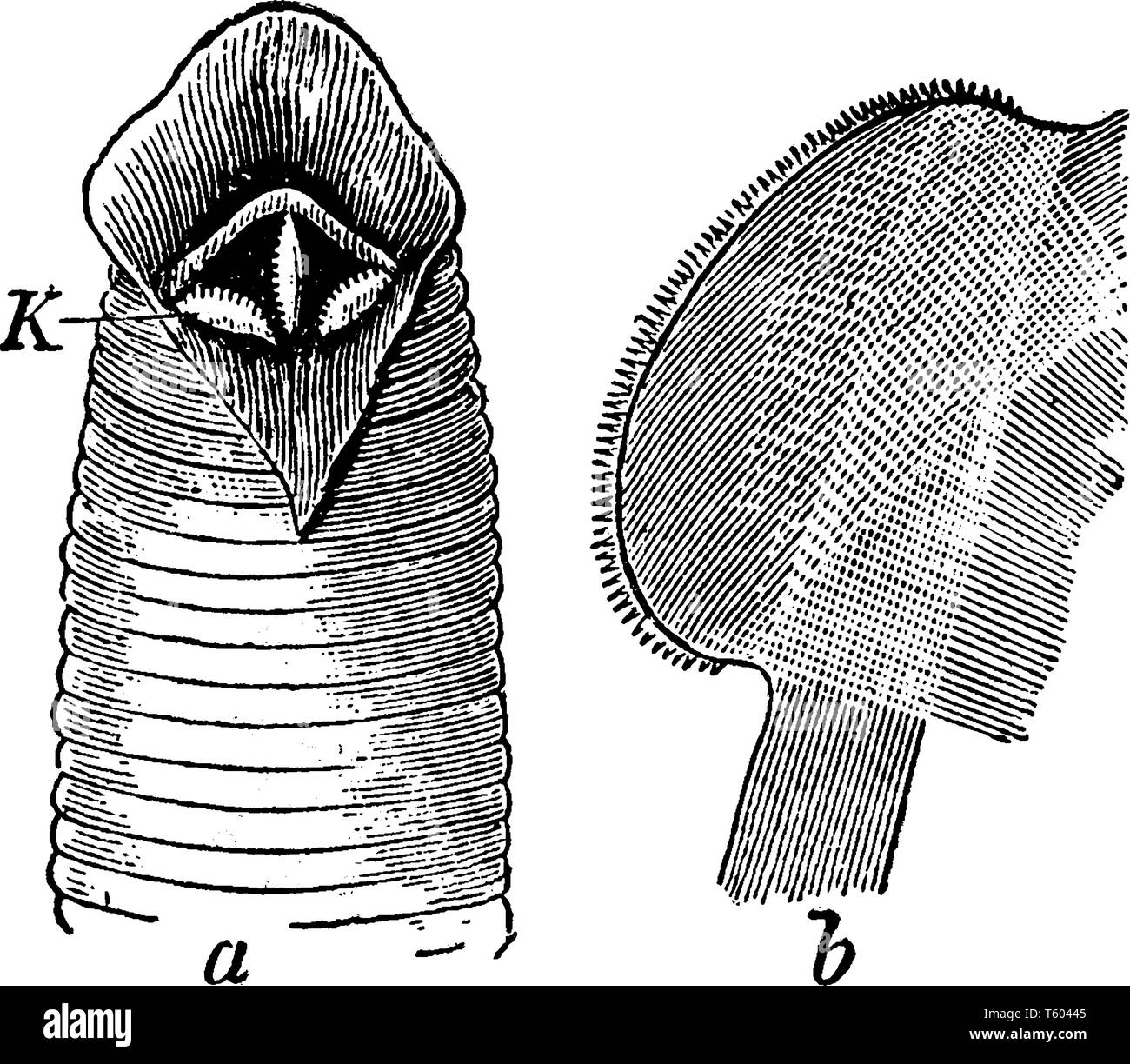 Leech médicale indiquant les trois mâchoires et l'une des mâchoires isolées avec le bord libre crantée finement, vintage dessin ou gravure illustration. Illustration de Vecteur