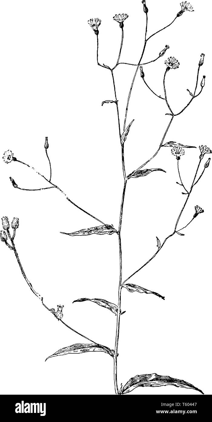 Hieracium paniculatum, nom commun de l'Allegheny épervière, est une espèce de plante de l'Amérique du Nord dans la tribu de pissenlit au sein de la famille du tournesol. Elle pousse Illustration de Vecteur