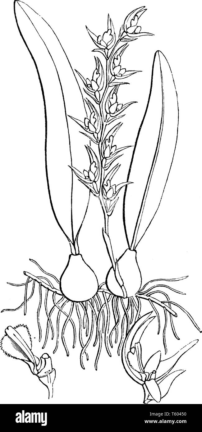 Une photo montrant l'usine à partir de la famille des orchidées, vintage dessin ou gravure illustration. Illustration de Vecteur