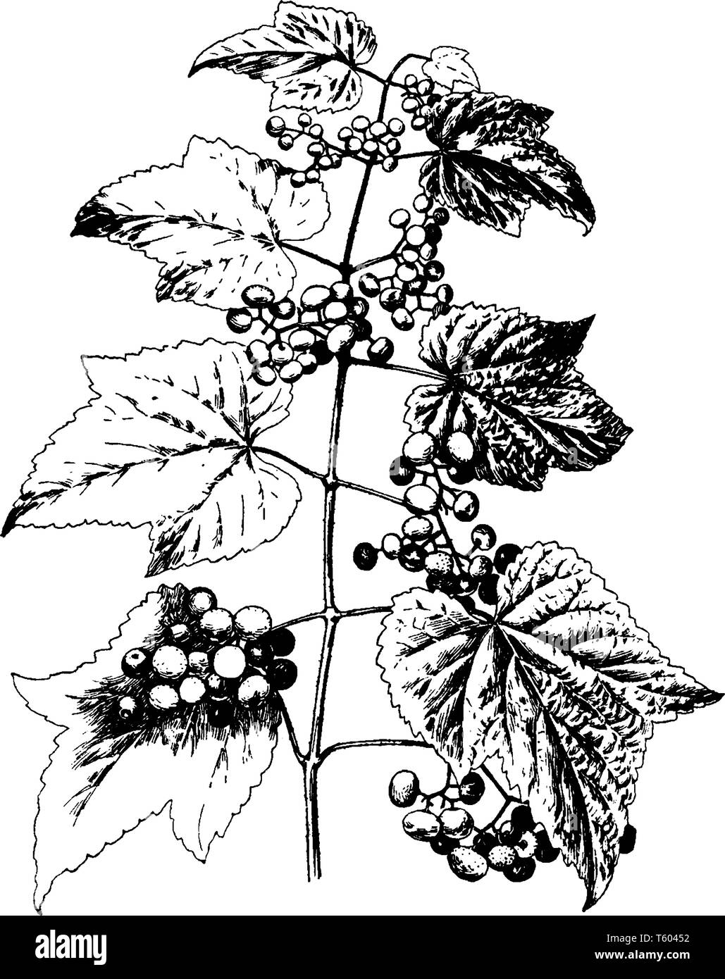 Une photo montre Ampelopsis Heterophylla Variété Amurensis Plantes. Les feuilles sont divisées, jusqu'à la nervure principale multilobée et il a un bleu lumineux, mouchetée Illustration de Vecteur