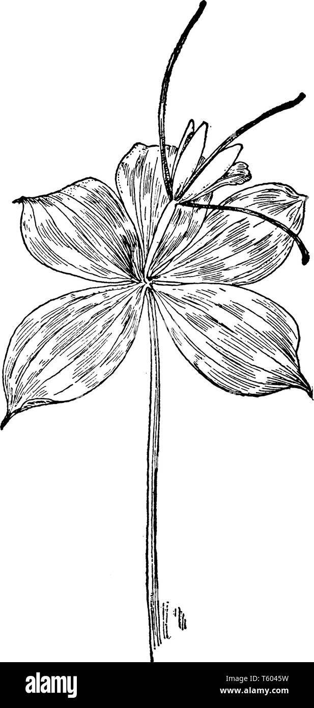 Médéole Verticillata est une orchidée mauve feuille cinq ; c'est une espèces d'orchidées indigènes de l'Est de l'Amérique du Nord. Les feuilles sont vert au-dessus, cireux et un peu Illustration de Vecteur