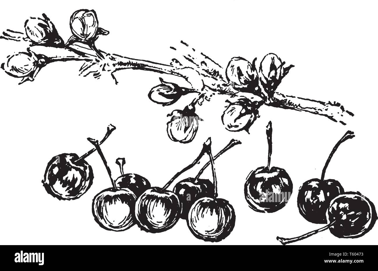 Ce cadre de la direction générale a les cerises qui ressemble 9 cerises, vintage dessin ou gravure illustration. Illustration de Vecteur