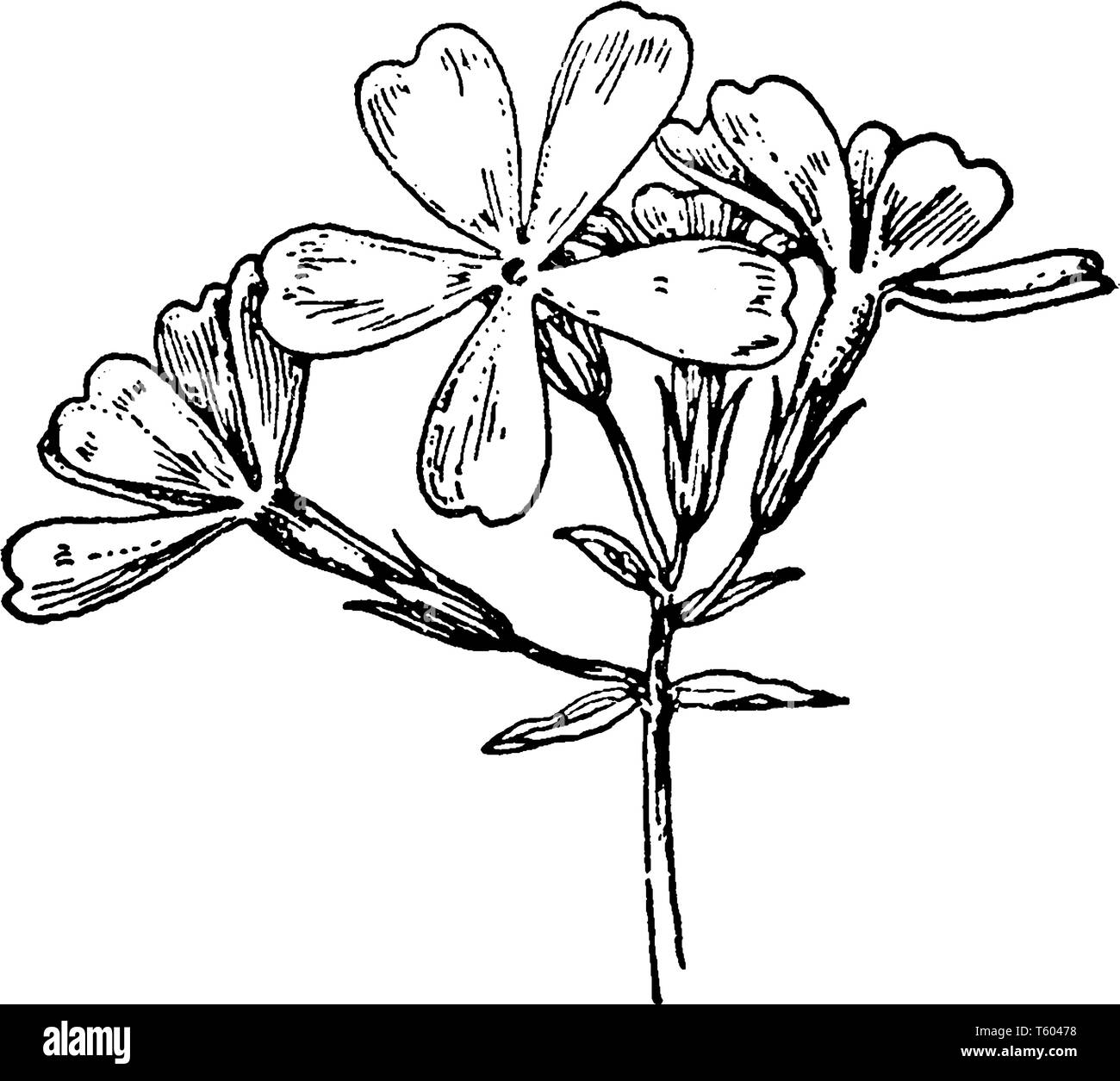 C'est une photo de fleurs sauvages Phlox bleu qui est également connu sous le nom de Phlox divaricata ses états de la famille des Polémoniacées trouvés dans les forêts et dans les champs Illustration de Vecteur