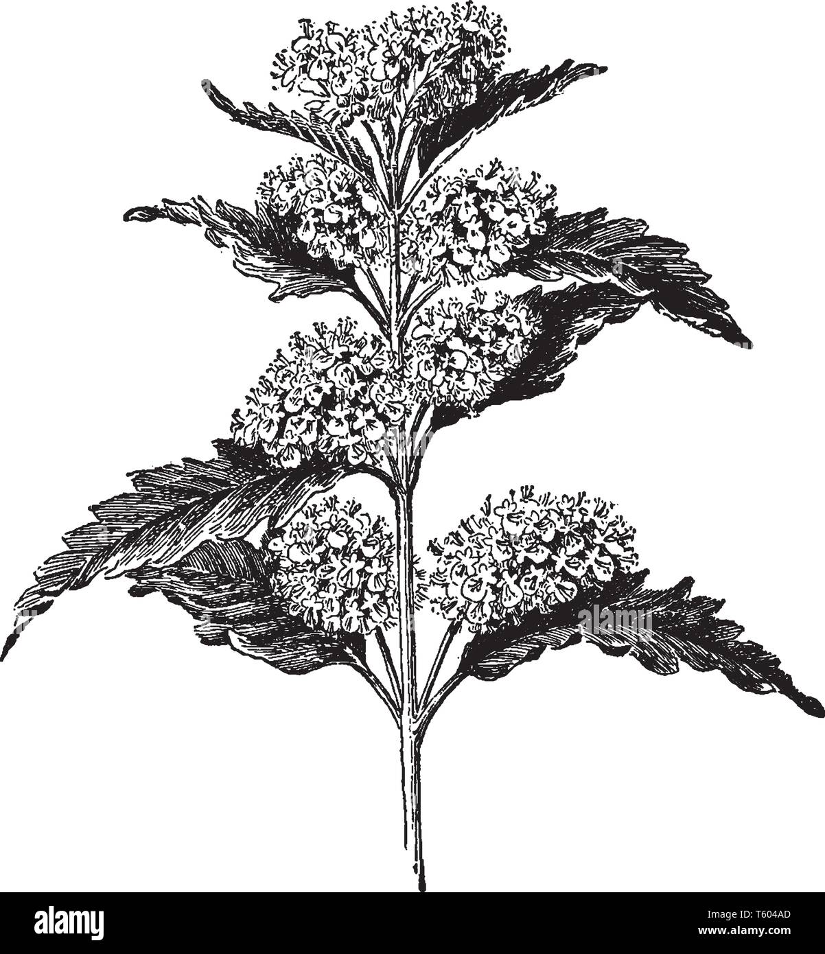 Caryopteris incana est connu sous le nom de Barbe-Bleue. C'est un arbuste à feuilles caduques, vintage dessin ou gravure illustration. Illustration de Vecteur