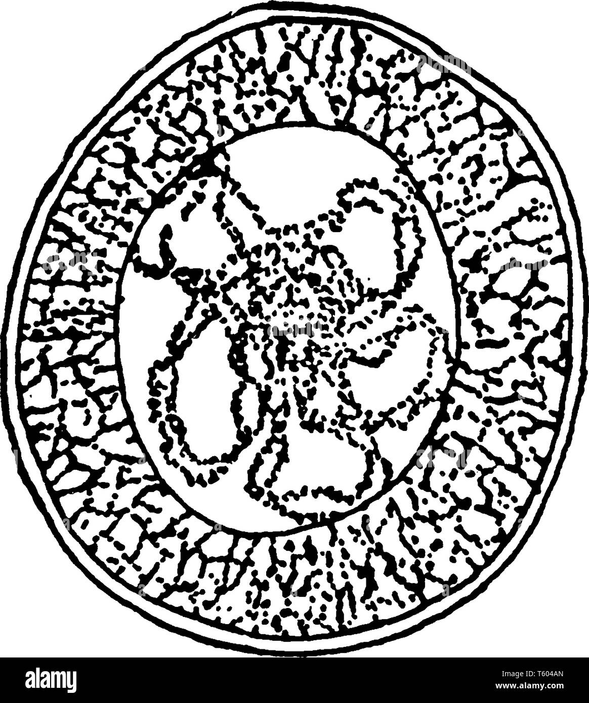 Une photo montrant la septième étape de la division cellulaire, de grand-mère vintage dessin ou gravure illustration. Illustration de Vecteur