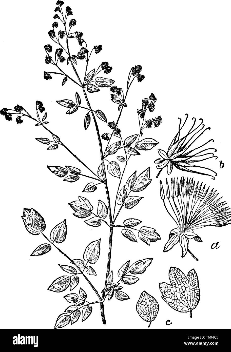 Cette image se trouve dans le pays de l'Thalistram la famille, il y a de nombreuses espèces de plantes à fleurs, et son nom commun est la masse d'herbe. C'est nous Illustration de Vecteur