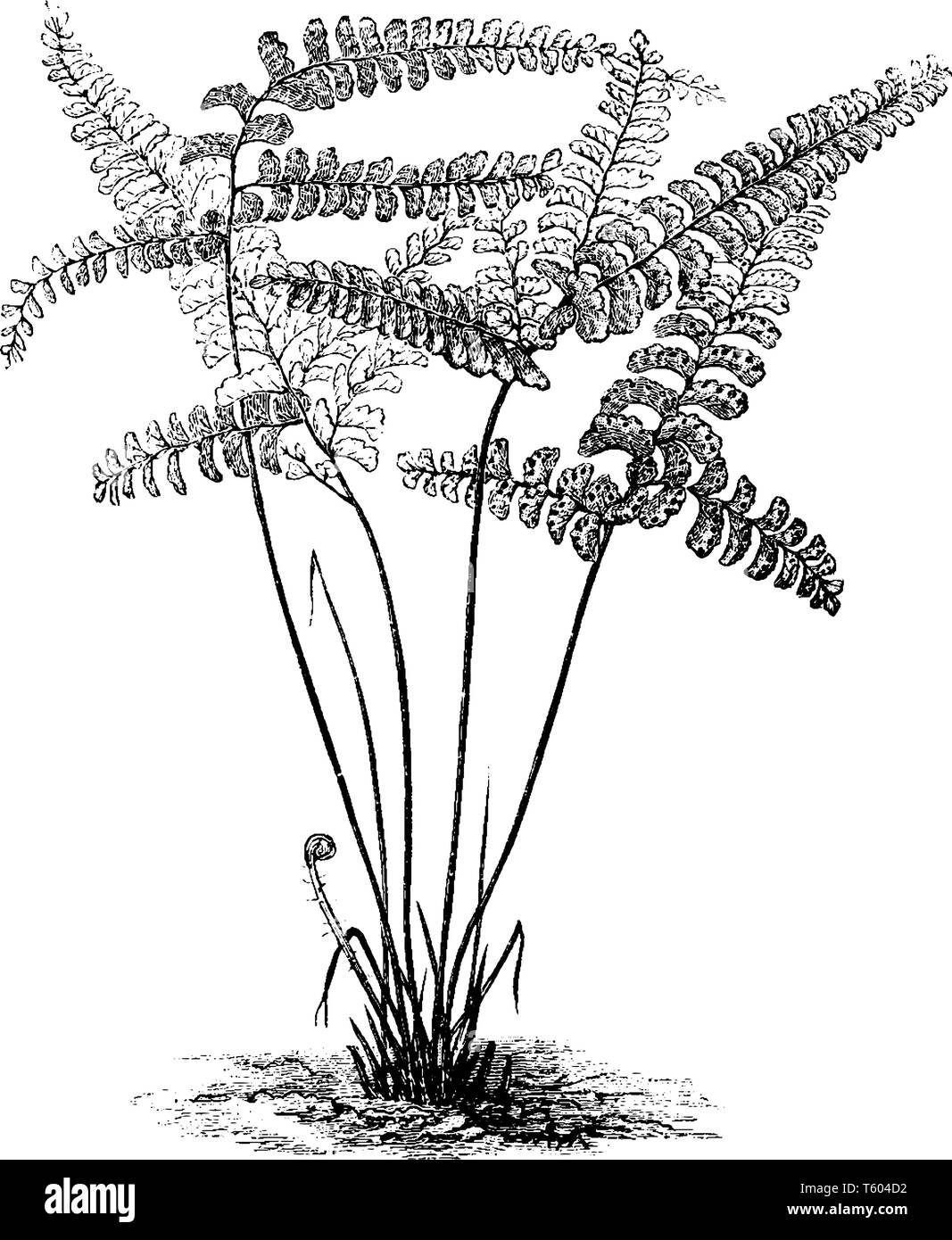 Une photo montrant Adiantum Diaphanum Fern pour plante. Feuille est petite, en forme d'oeuf, niddle bords. Partie supérieure de cette plante a des feuilles à chaque paire de tige. Ste Illustration de Vecteur