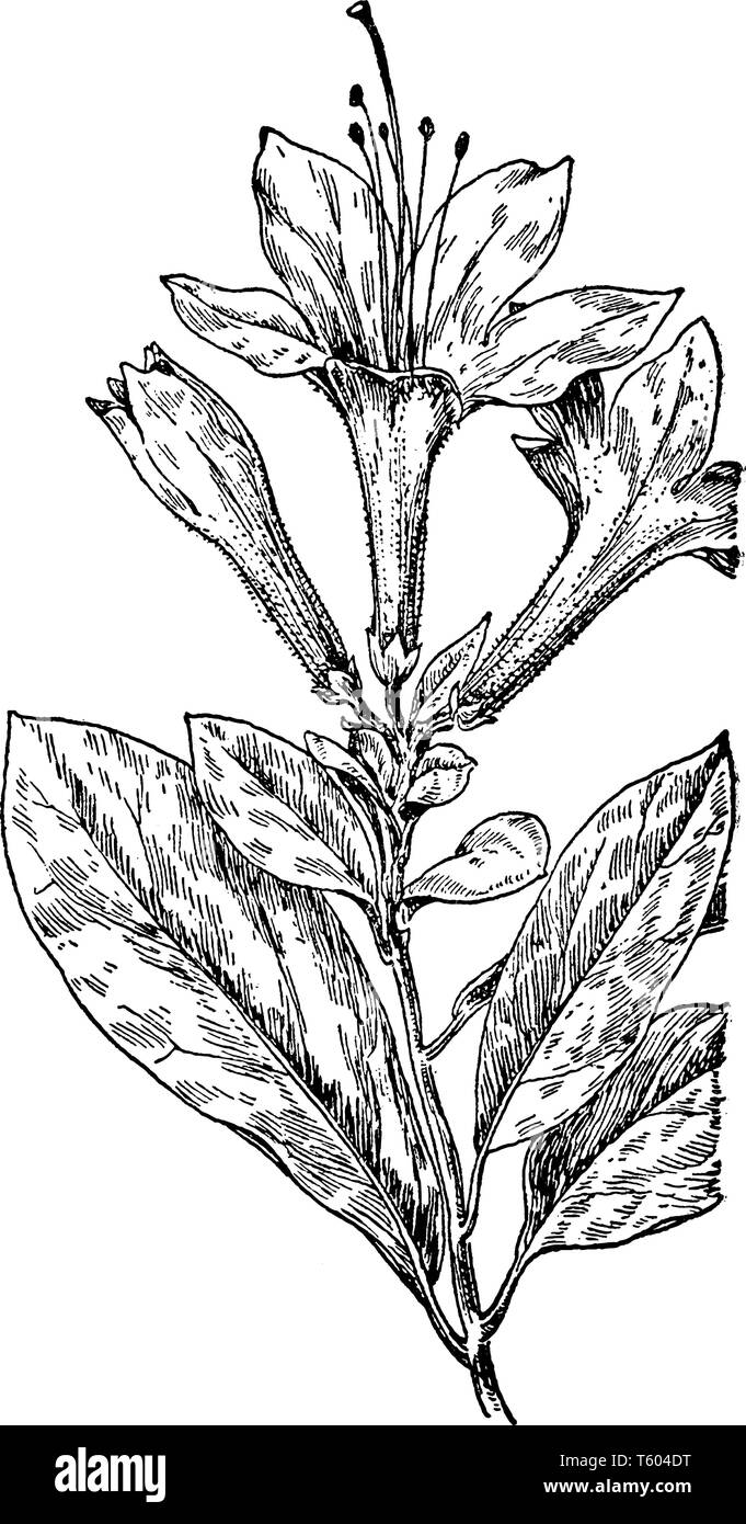 Les feuilles des plantes molles et velues. Il s'étendre et large, les fleurs sont en forme de trompette en cluster et également large, vintage dessin ou gravure illustrati Illustration de Vecteur