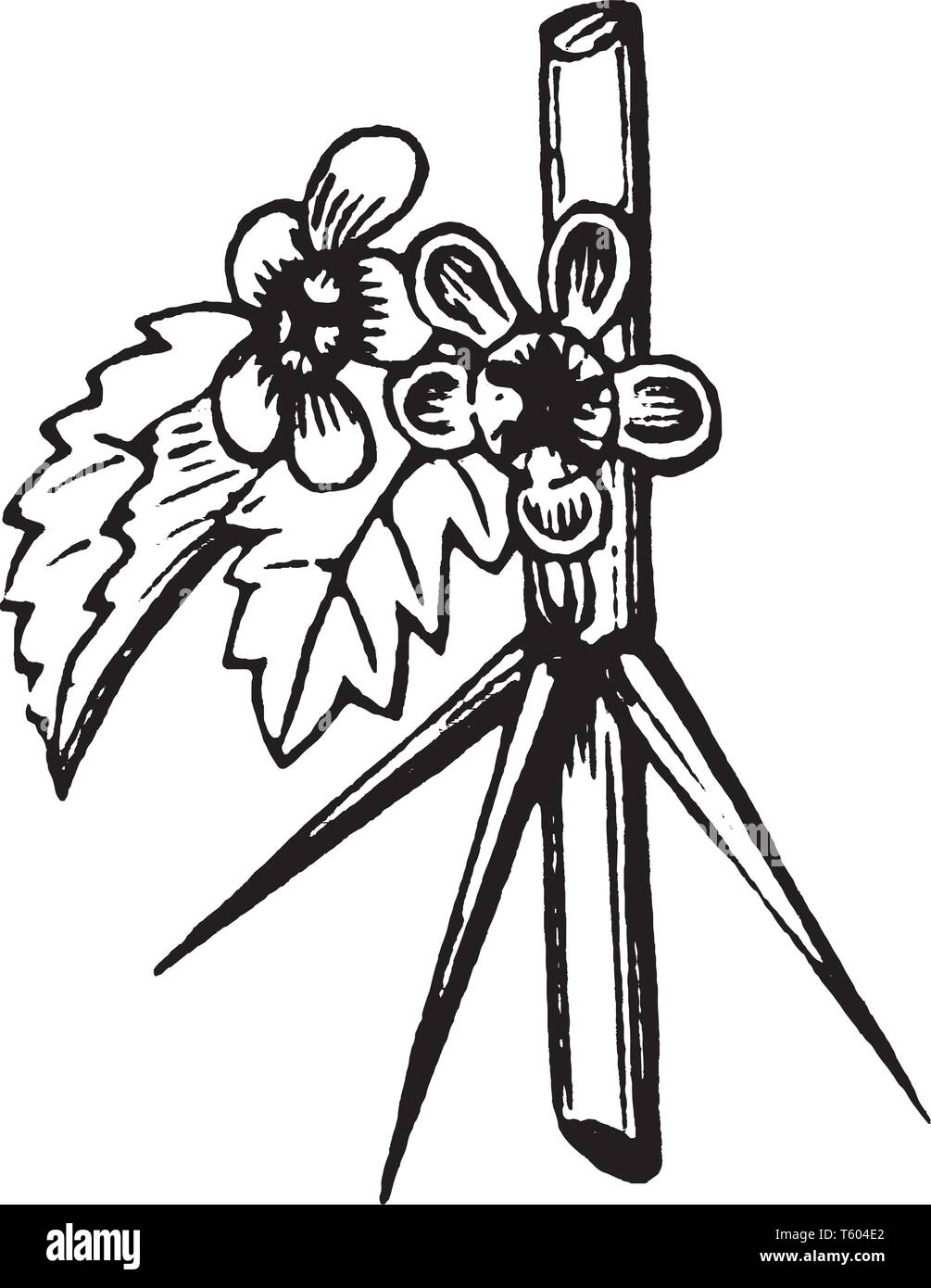 Une photo montre fleur. C'est la groseille le jardin de fleurs. Elle est originaire d'Europe, vintage dessin ou gravure illustration. Illustration de Vecteur