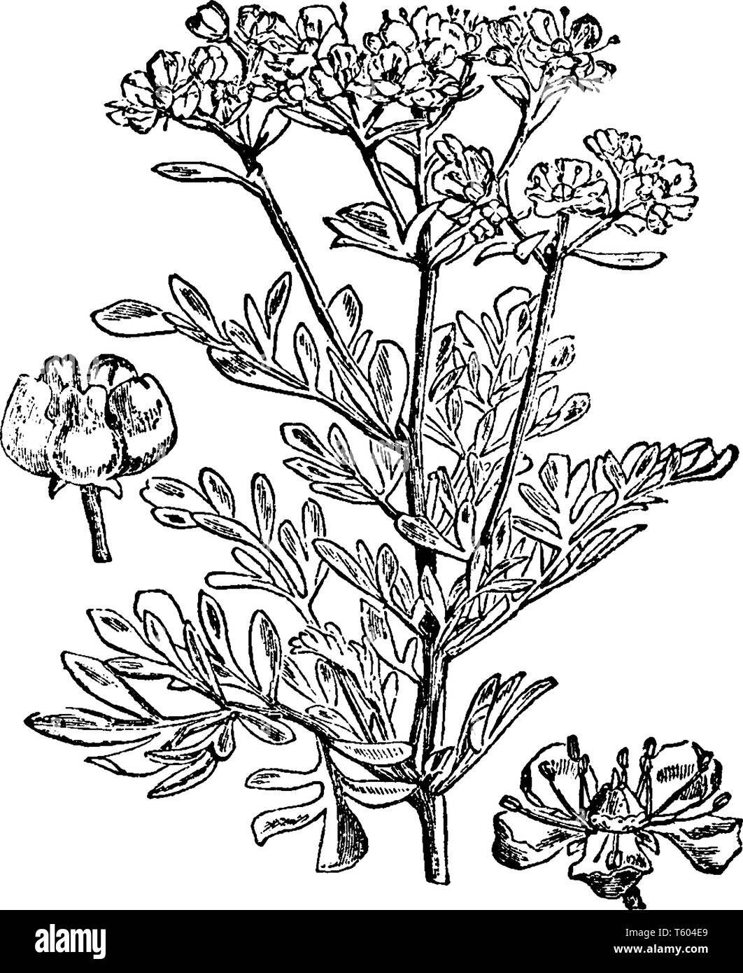 Une photo, c'est Rue montrant l'usine. C'est un arbuste à feuillage persistant. Ont habituellement des fleurs jaunes et de petites feuilles, vintage dessin ou gravure illus Illustration de Vecteur