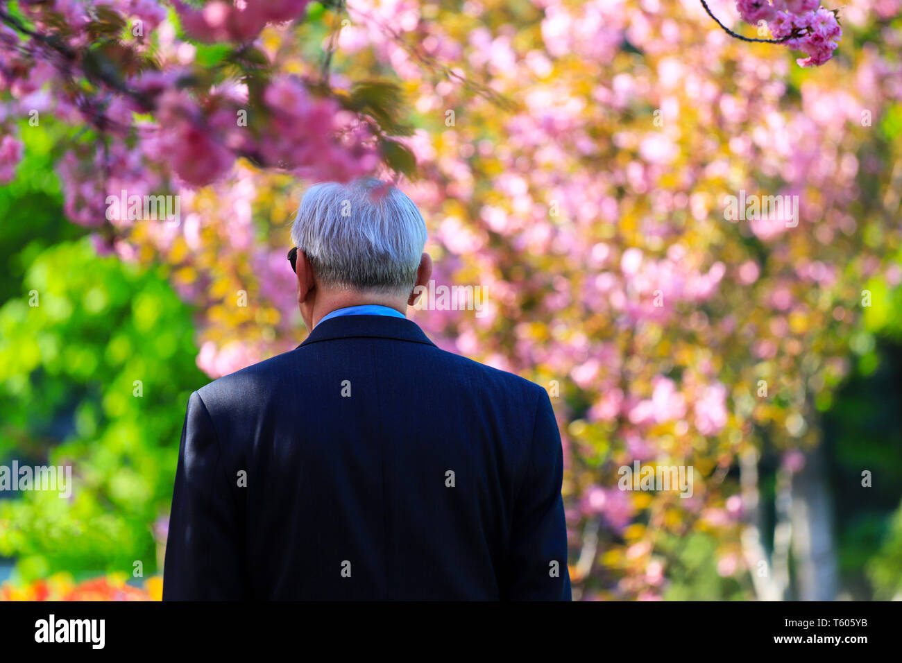 L'homme aux cheveux gris âgés marchant dans la rue entre la floraison, sakura, cerisier japonais, Dnepropetrovsk, Ukraine Dniepr Banque D'Images