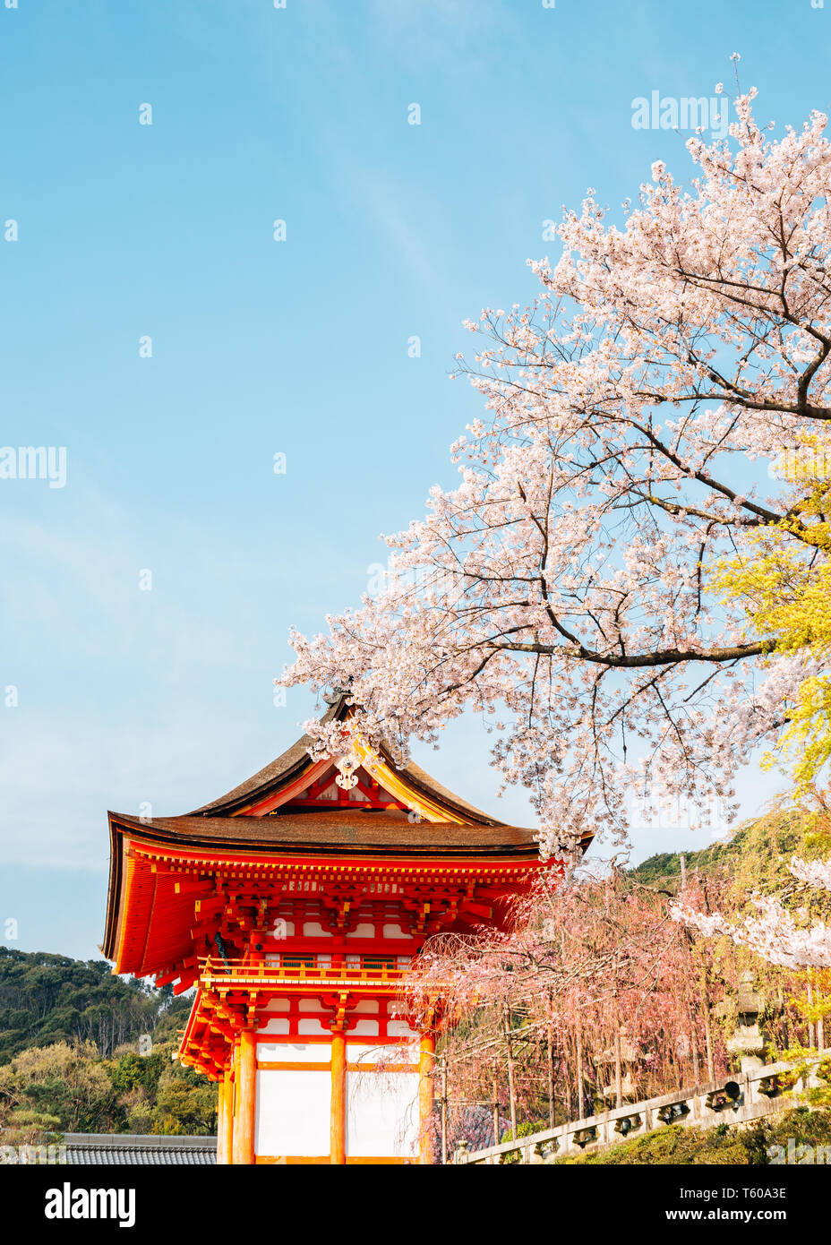 Le temple Kiyomizu-dera avec fleurs de cerisier au printemps à Kyoto, Japon Banque D'Images