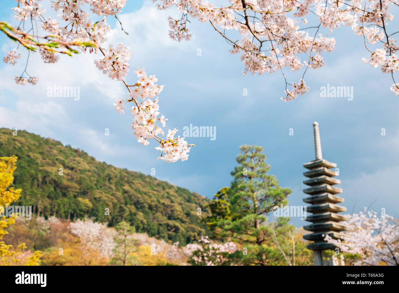 Le temple Kiyomizu-dera avec fleurs de cerisier au printemps à Kyoto, Japon Banque D'Images