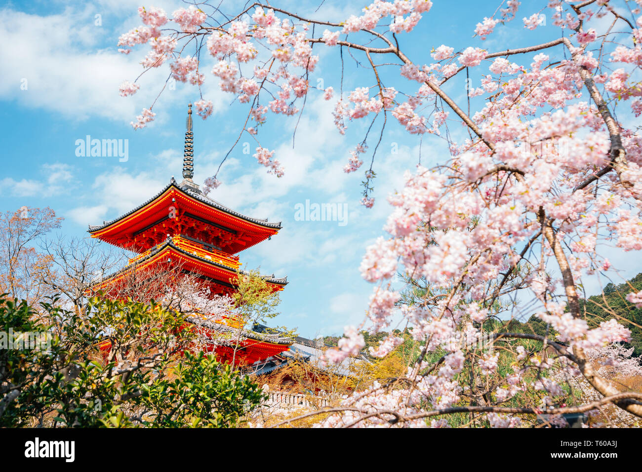 Le temple Kiyomizu-dera avec fleurs de cerisier au printemps à Kyoto, Japon Banque D'Images