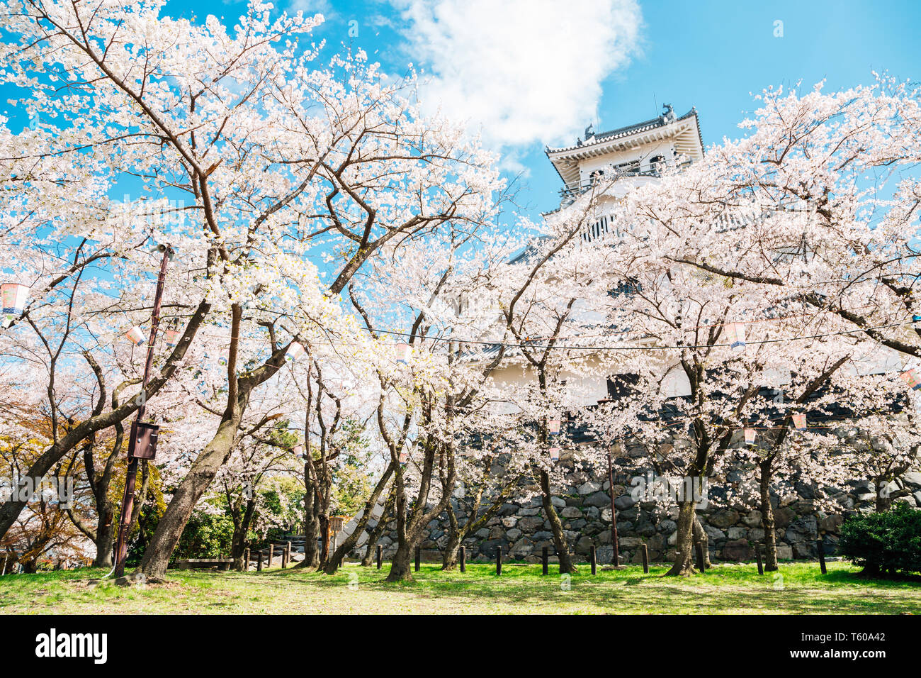 Château de Nagahama avec fleurs de cerisier de Shiga, Japon Banque D'Images