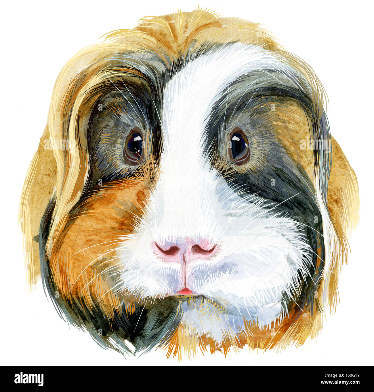 Cute Cavia. Pour cochon T-shirt graphiques. Sheltie aquarelle illustration Cobaye Banque D'Images