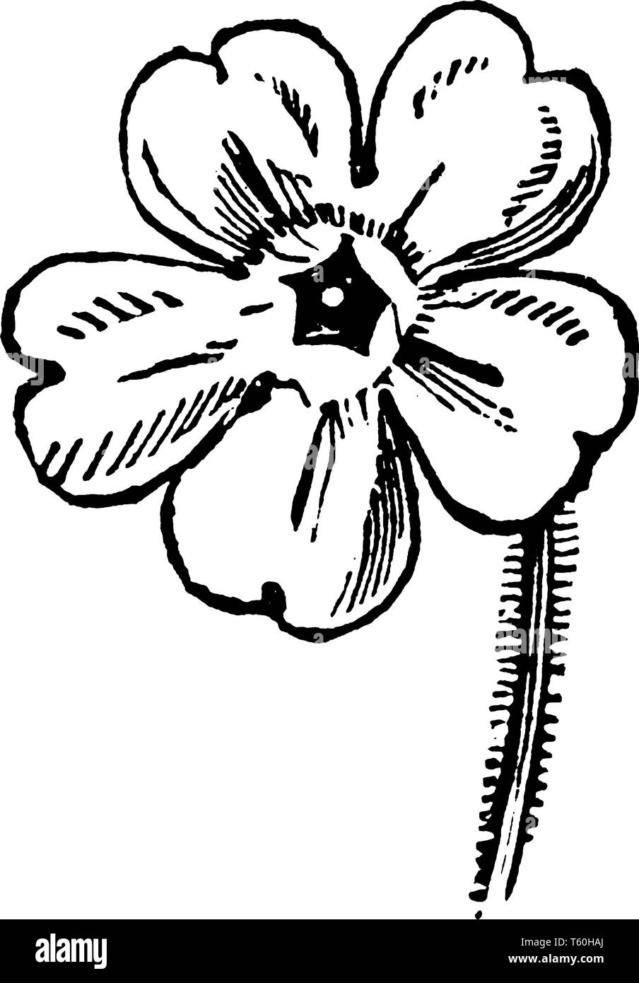 C'est la fleur de l'usine de Primrose. Il y a 5 pétales sur la fleur et les pétales sont en forme de coeur, vintage dessin ou gravure illustrati Illustration de Vecteur
