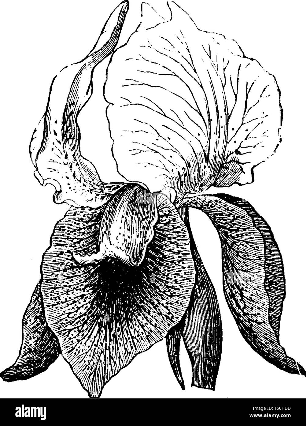 Il s'agit d'une plante connue sous le nom de Iris iberica. Les fleurs sont blanches ou lilas pâle et croître seul sur chaque tige, vintage dessin ou gravure illustration. Illustration de Vecteur