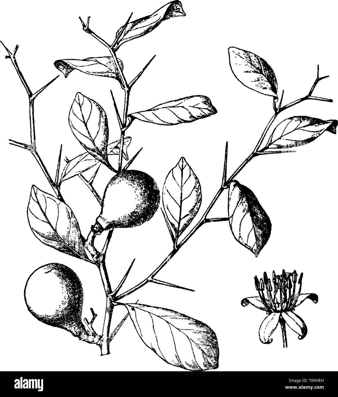 Aeglopsis Chevalieri est petit et l'arbre. Les feuilles sont longues et simples, vintage dessin ou gravure illustration. Illustration de Vecteur