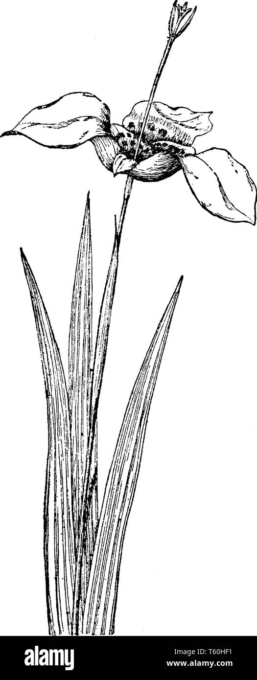C'est Photo de Buddleja Pringlei fleur plante. Les fleurs viennent dans une variété de couleurs. Ils ouvrent tôt le matin, vintage ou dessin de ligne fra Illustration de Vecteur