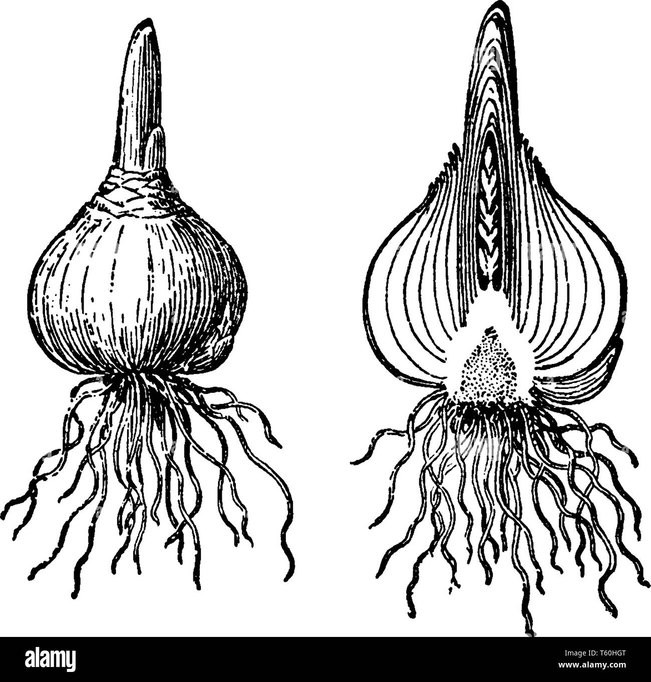 L'image montre un bulbe de jacinthe d'eau. Bulbes de jacinthe sont toxiques ; ils contiennent de l'acide oxalique. La manipulation des bulbes de jacinthe peut causer une légère irritation de la peau, vi Illustration de Vecteur