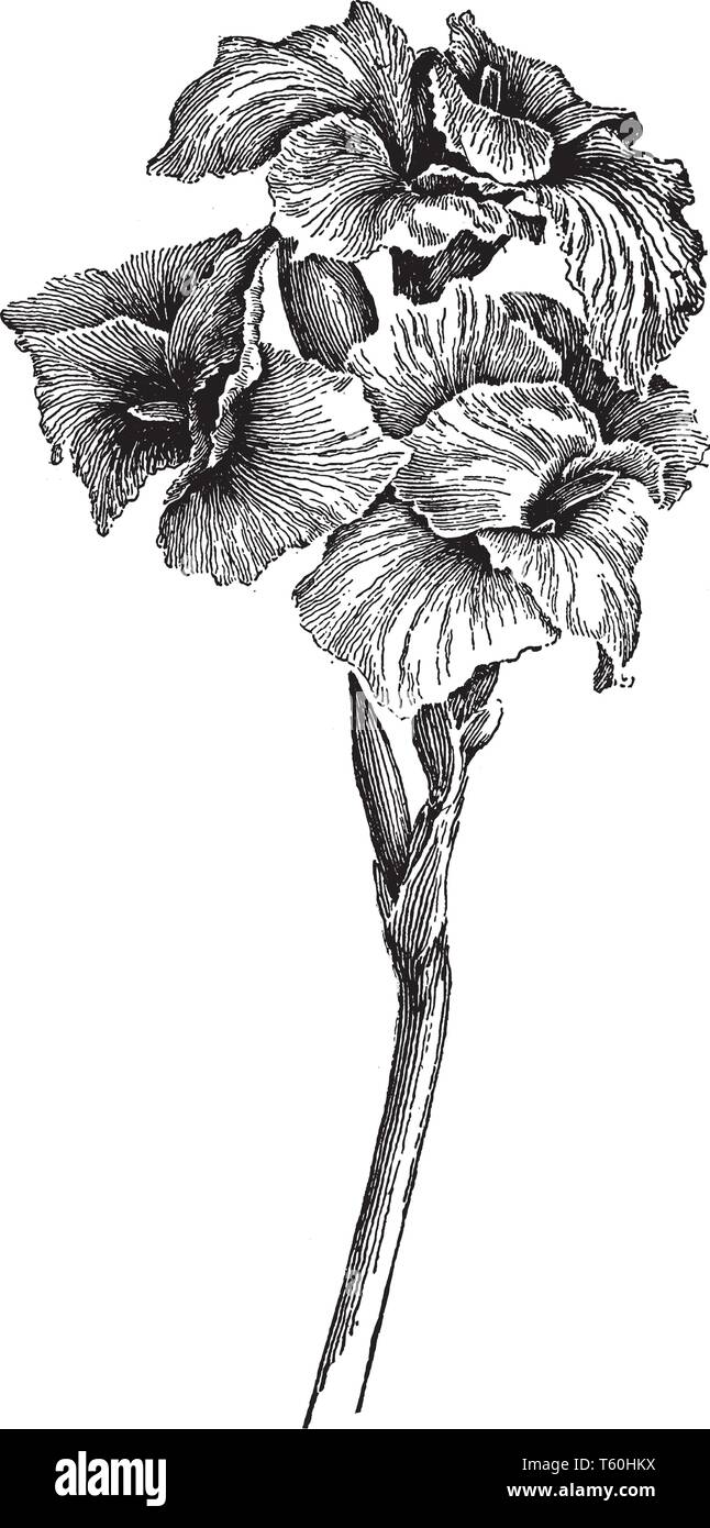Une image d'Italia Canna fleurs aussi appelé orchid cannas fleurs. Ses fleurs sont douces et ont des cadres comme iris-streaming, drawi ligne vintage Illustration de Vecteur