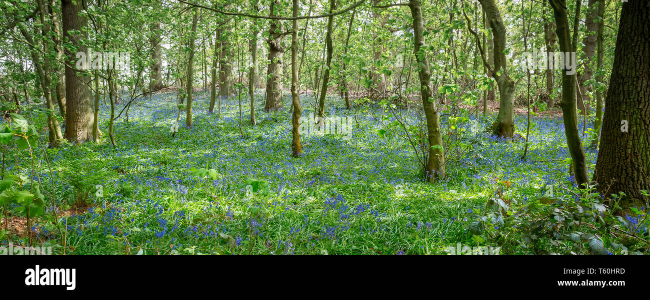 Vue panoramique magnifique exposition des cloches du printemps (en jacinthoides non-scripta) dans les bois du Royaume-Uni aux rayons du soleil. Fleurs naturelles de bluebell, Angleterre. Banque D'Images