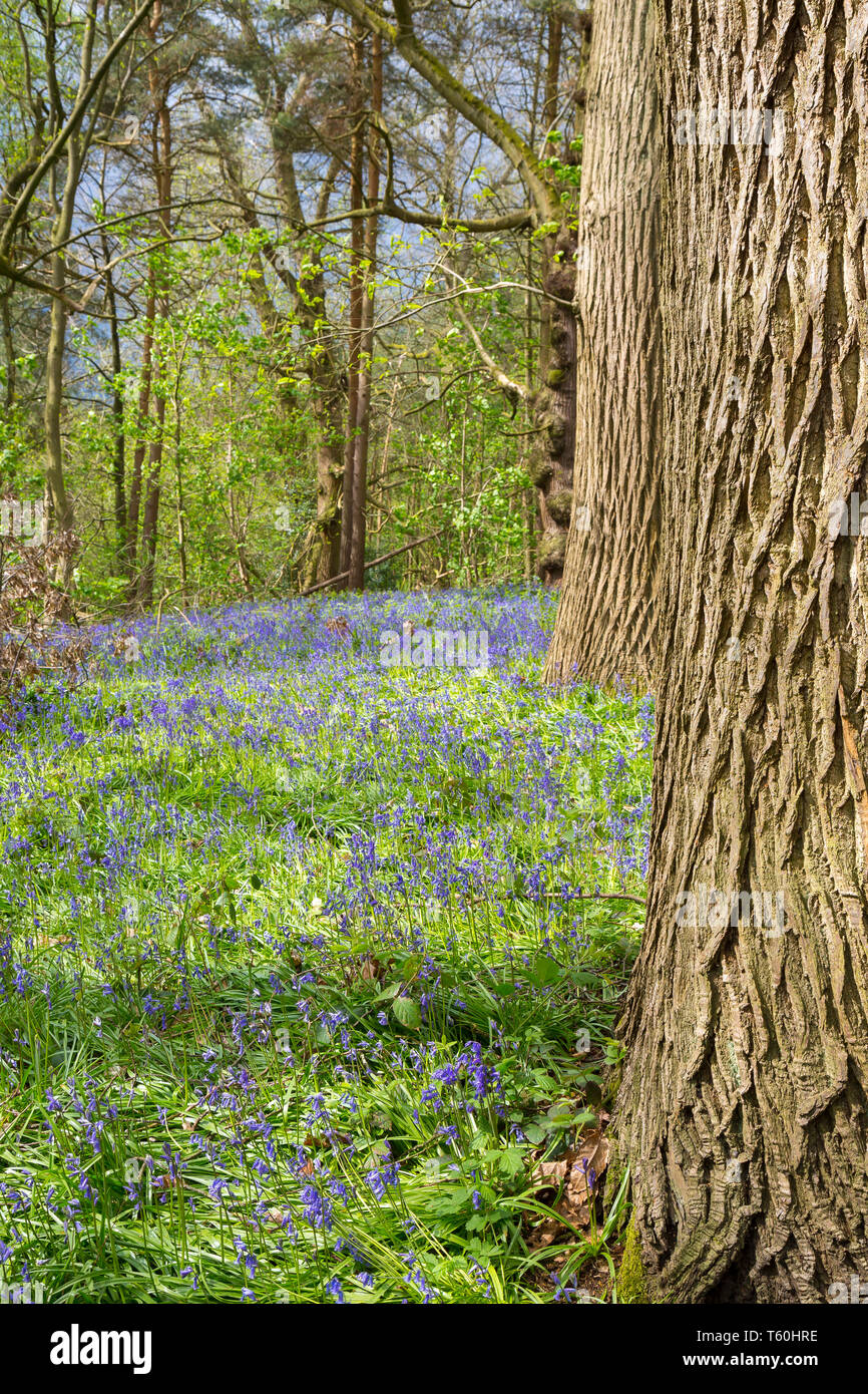 UK bluebells (Hyacinthoides non-scripta) dans la région de Woodland, magnifiquement éclairé par le soleil du printemps. Banque D'Images
