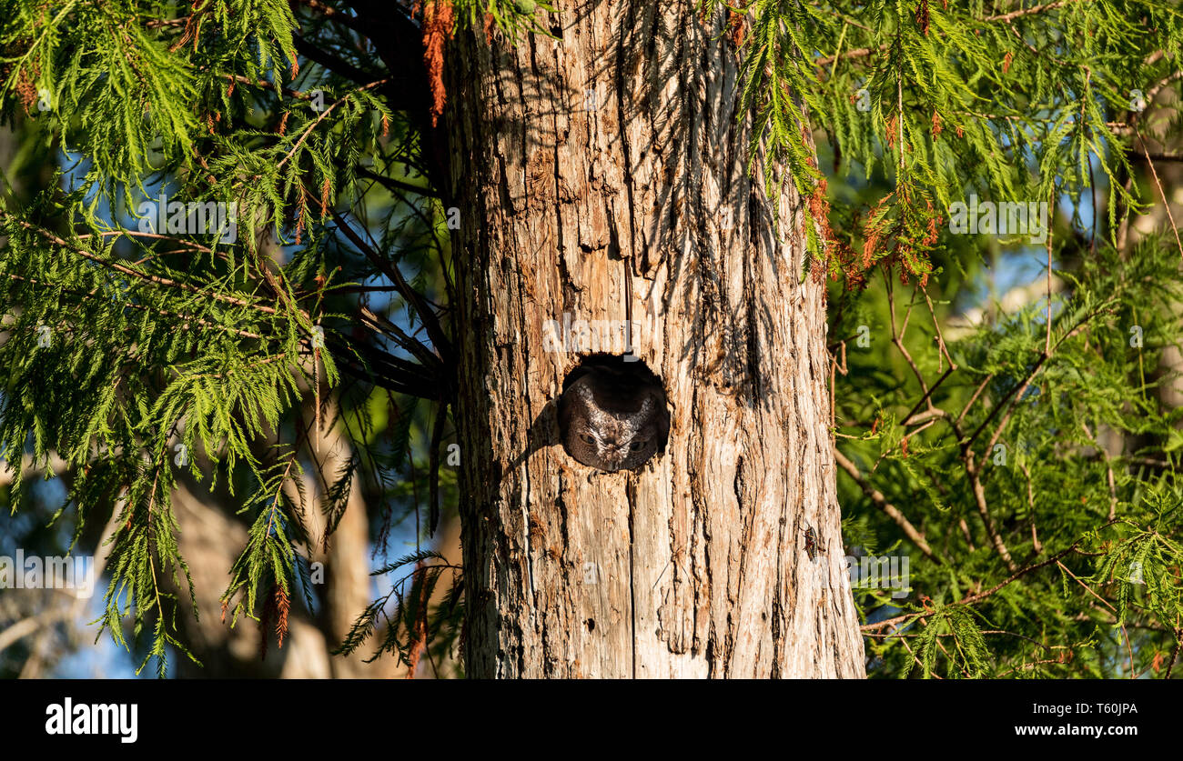 Perché à l'intérieur d'un pin, un petit-duc maculé Megascops asio pairs hors du nid trou sur Marco Island, Floride Banque D'Images