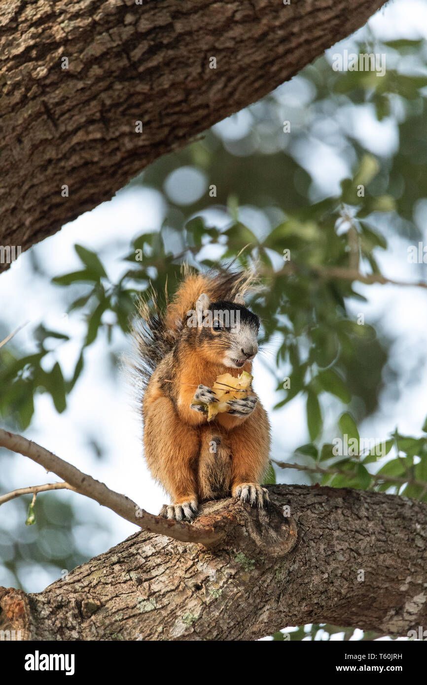 Le sud de fox squirrel Sciurus niger perches dans un arbre pour grignoter des fruits d'un arbre à Naples, Floride Banque D'Images